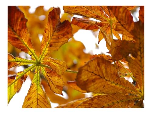 500 Teile Erwachsenenpuzzle ab 14 Jahren-Blätter,Herbst,Kastanien,Gelb 52x38cm 500 Teile Erwachsenenpuzzle ab 14 Jahren-Blätter,Herbst,Kastanien,Gelb 52x38cm von THISIT