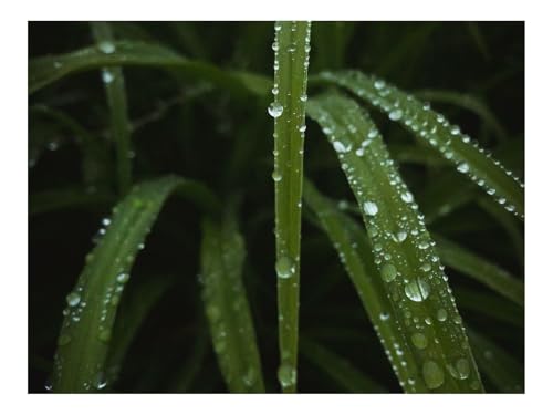 500 Teile Erwachsenenpuzzle ab 14 Jahren-Blätter,Tropfen,Wasser,Tau,Makro 52x38cm 500 Teile Erwachsenenpuzzle ab 14 Jahren-Blätter,Tropfen,Wasser,Tau,Makro 52x38cm von THISIT