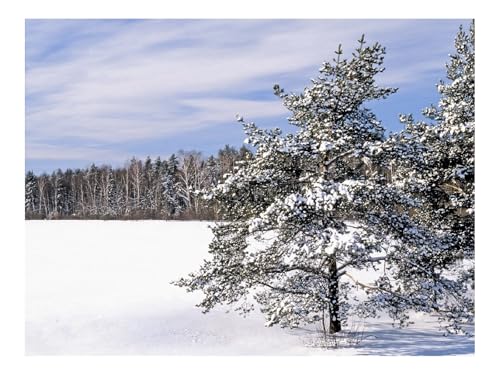 500 Teile Erwachsenenpuzzle ab 14 Jahren-Feld,Schnee,Schneeverwehungen,Bäume 52x38cm von THISIT