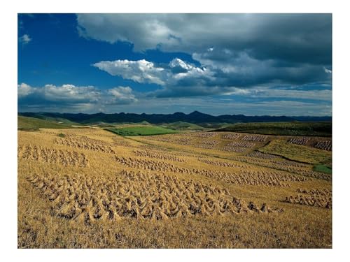 500 Teile Erwachsenenpuzzle ab 14 Jahren-Felder,Garben,Landwirtschaft,Heu 52x38cm von THISIT