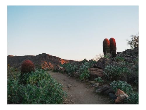 500 Teile Erwachsenenpuzzle ab 14 Jahren-Kaktus,Pfad,Canyon 52x38cm 500 Teile Erwachsenenpuzzle ab 14 Jahren-Kaktus,Pfad,Canyon 52x38cm von THISIT