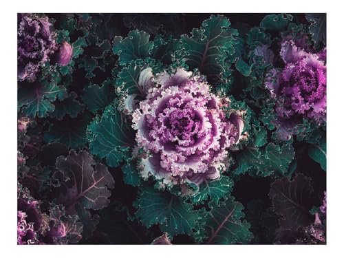 500 Teile Erwachsenenpuzzle ab 14 Jahren-Kohl,Pflanzen,Blätter 52x38cm 500 Teile Erwachsenenpuzzle ab 14 Jahren-Kohl,Pflanzen,Blätter 52x38cm von THISIT