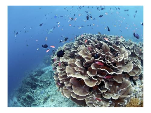 500 Teile Erwachsenenpuzzle ab 14 Jahren-Korallen,Riffe,Fische 52x38cm 500 Teile Erwachsenenpuzzle ab 14 Jahren-Korallen,Riffe,Fische 52x38cm von THISIT