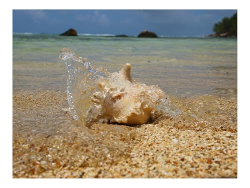 500 Teile Erwachsenenpuzzle ab 14 Jahren-Nussschale,Küste,Wasser 52x38cm 500 Teile Erwachsenenpuzzle ab 14 Jahren-Nussschale,Küste,Wasser 52x38cm von THISIT