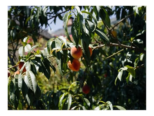500 Teile Erwachsenenpuzzle ab 14 Jahren-Pfirsiche,Obst,Baum,Zweige 52x38cm von THISIT