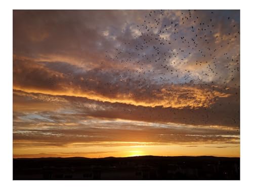 500 Teile Erwachsenenpuzzle ab 14 Jahren-Sonnenuntergang,Vögel,Wolken,Himmel,Abend 52x38cm 500 Teile Erwachsenenpuzzle ab 14 Jahren-Sonnenuntergang,Vögel,Wolken,Himmel,Abend 52x38cm von THISIT