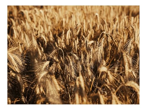 500 Teile Erwachsenenpuzzle ab 14 Jahren-Weizen,Ähren,Feld,Trocken 52x38cm 500 Teile Erwachsenenpuzzle ab 14 Jahren-Weizen,Ähren,Feld,Trocken 52x38cm von THISIT