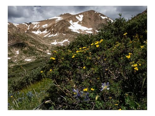 500 Teile Puzzle Erwachsene-Berge,Blumen,Landschaft,Natur 52x38cm von THISIT