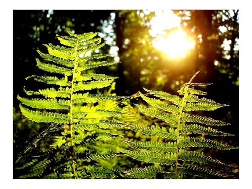 500 Teile Puzzle für Erwachsene Und Kinder ab 14 Jahren-Farn,Pflanze,Holz,Sonne 52x38cm 500 Teile Puzzle für Erwachsene Und Kinder ab 14 Jahren-Farn,Pflanze,Holz,Sonne 52x38cm von THISIT