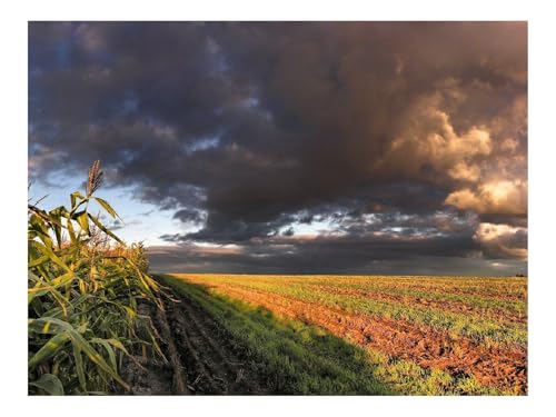500 Teile Puzzle für Erwachsene Und Kinder ab 14 Jahren-Mais,Feld,Himmel 52x38cm 500 Teile Puzzle für Erwachsene Und Kinder ab 14 Jahren-Mais,Feld,Himmel 52x38cm von THISIT