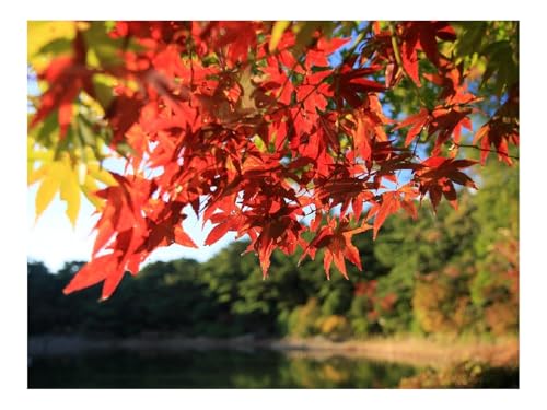 500 Teile Puzzle für Erwachsene Und Kinder ab 14 Jahren-Zweige,Herbst,Baum 52x38cm 500 Teile Puzzle für Erwachsene Und Kinder ab 14 Jahren-Zweige,Herbst,Baum 52x38cm von THISIT