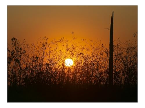 500 Teile Puzzles-Geschenk,Clevere RäTsel-Sonne,Büsche,Strahlen,Sonnenuntergang,Silhouette 52x38cm 500 Teile Puzzles-Geschenk,Clevere RäTsel-Sonne,Büsche,Strahlen,Sonnenuntergang,Silhouette 52x38cm von THISIT