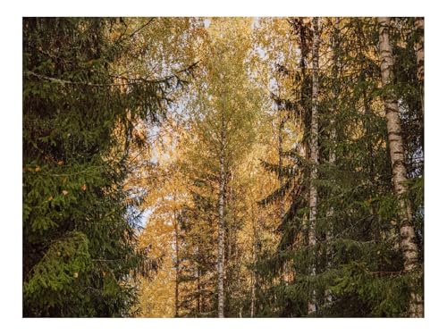 500 Teile Puzzles – Herausforderung Spielzeug-Bäume,Fichten,Birken,Wälder 52x38cm von THISIT