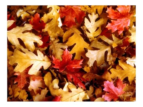 500 Teile Puzzles – Herausforderung Spielzeug-Blätter,Gelb,Rot,Eiche,Ahorn,Herbst 52x38cm von THISIT