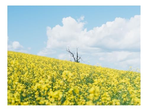 500 Teile Puzzles – Herausforderung Spielzeug-Blumen,Feld,Baum,Trocken,Wolken 52x38cm von THISIT