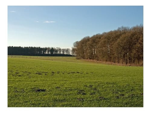500 Teile Puzzles – Herausforderung Spielzeug-Feld,Gras,Herbst,Bäume,Zaun 52x38cm von THISIT