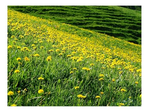500 Teile Puzzles – Herausforderung Spielzeug-Löwenzahn,Blumen,Feld 52x38cm von THISIT
