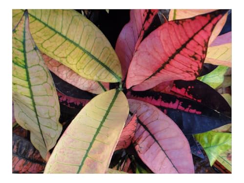 500 Teile Puzzles – Herausforderung Spielzeug-Pflanzen,Blätter,Natur,Getreide,Linien 52x38cm 500 Teile Puzzles – Herausforderung Spielzeug-Pflanzen,Blätter,Natur,Getreide,Linien 52x38cm von THISIT