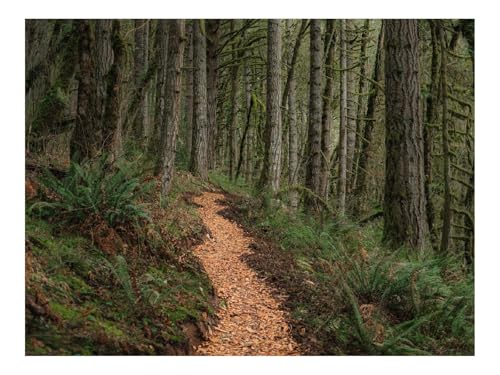 500 Teile Puzzles – Herausforderung Spielzeug-Weg,Bäume,Wälder,Kiefern 52x38cm von THISIT