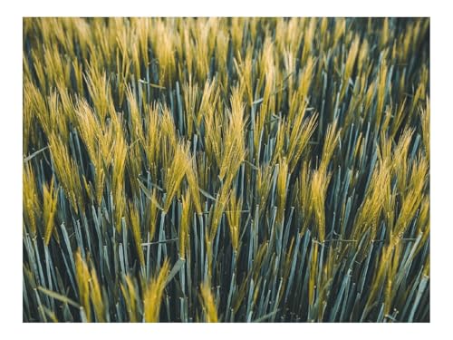 500 Teile Puzzles – Herausforderungsspielzeug-Ohren,Weizen,Feld,Pflanzen 52x38cm 500 Teile Puzzles – Herausforderungsspielzeug-Ohren,Weizen,Feld,Pflanzen 52x38cm von THISIT