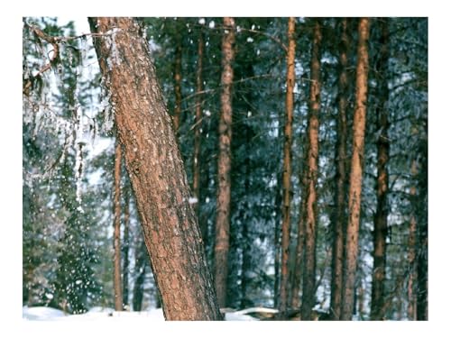 500 Teile Puzzles für Erwachsene Kinder-Holz,Bäume,Stamm,Schnee 52x38cm 500 Teile Puzzles für Erwachsene Kinder-Holz,Bäume,Stamm,Schnee 52x38cm von THISIT