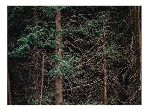 500 Teile WunderschöNes Dekoration Puzzle Geschenke-Wälder,Bäume,AST,Natur 52x38cm 500 Teile WunderschöNes Dekoration Puzzle Geschenke-Wälder,Bäume,AST,Natur 52x38cm von THISIT