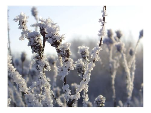 500 Teilige Puzzles für Erwachsene Lernspiel-Sträucher,Raureif,Schnee,EIS,Kälte 52x38cm von THISIT