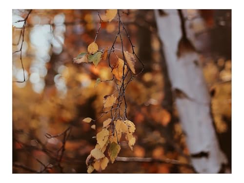 500 Teilige Puzzles für Erwachsene Lernspiel-Zweige,Blätter,Baum 52x38cm 500 Teilige Puzzles für Erwachsene Lernspiel-Zweige,Blätter,Baum 52x38cm von THISIT