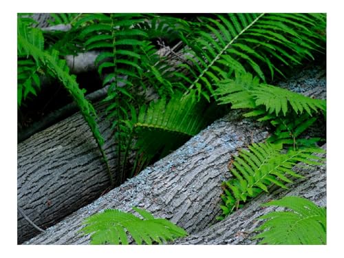 Puzzle 1000 Elemente - DIY-Spiel-Farn,Holz,Pflanze 70x50cm Puzzle 1000 Elemente - DIY-Spiel-Farn,Holz,Pflanze 70x50cm von THISIT