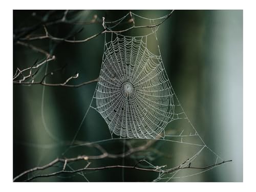 Puzzle 1000 Elemente - DIY-Spiel-Spinnennetz,Zweige,Makro 70x50cm Puzzle 1000 Elemente - DIY-Spiel-Spinnennetz,Zweige,Makro 70x50cm von THISIT