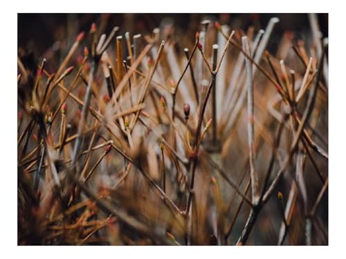 Puzzle 1000 Teile,Buntes Legespiel-AST,Gras,Unschärfe 70x50cm Puzzle 1000 Teile,Buntes Legespiel-AST,Gras,Unschärfe 70x50cm von THISIT