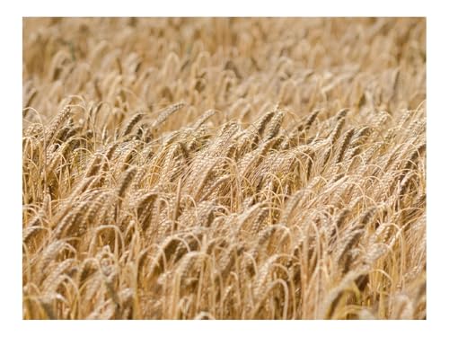 Puzzle 1000 Teile,Home Decor Geschenk-Ähren,Weizen,Feld,Trocken 70x50cm Puzzle 1000 Teile,Home Decor Geschenk-Ähren,Weizen,Feld,Trocken 70x50cm von THISIT