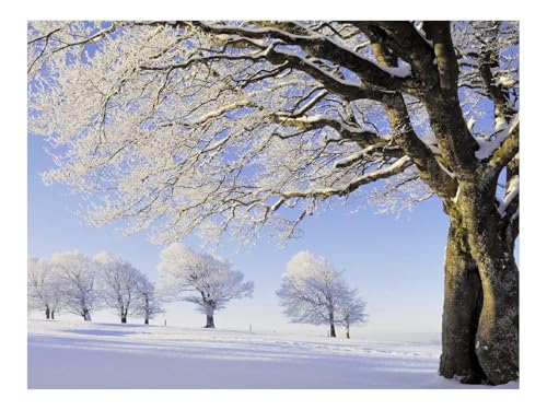 Puzzle 1000 Teile,Klassisches Lernspiel-Bäume,Schnee,Raureif,Zweige,Anzahl,Feld 70x50cm von THISIT