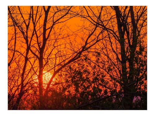 Puzzle 1000 Teile,Klassisches Lernspiel-Bäume,Sonne,Sonnenuntergang,Licht,Orange 70x50cm von THISIT