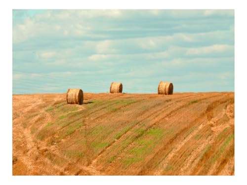 Puzzle 1000 Teile,Klassisches Lernspiel-Feld,Heu,Ballen,Sommer,Landschaft 70x50cm von THISIT