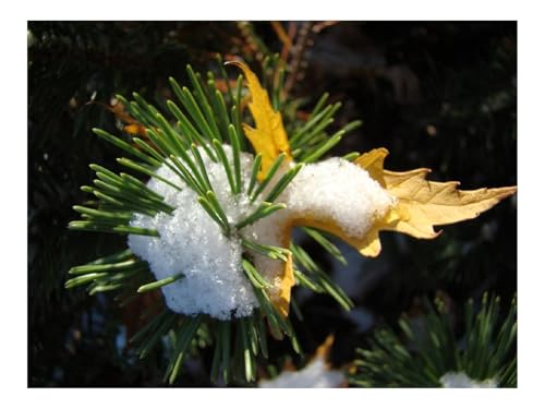 Puzzle 1000 Teile,Klassisches Lernspiel-Kiefer,Schnee,Stacheln,Blatt 70x50cm von THISIT