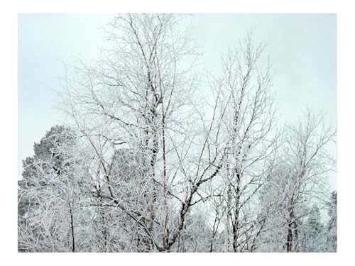Puzzle 1000 Teile,Klassisches Lernspiel-Zweige,Bäume,Äste,Schnee,Raureif 70x50cm von THISIT