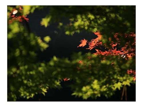 Puzzle 1000 Teile,Klassisches Lernspiel-Zweige,Blätter,Herbst 70x50cm von THISIT