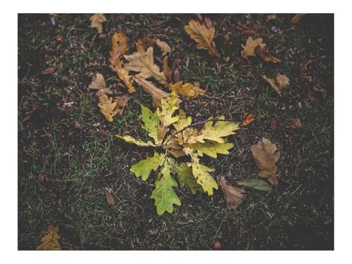 Puzzle 1500 Elemente - DIY-Spiel-Laub,Herbst,Gras 87x57cm Puzzle 1500 Elemente - DIY-Spiel-Laub,Herbst,Gras 87x57cm von THISIT