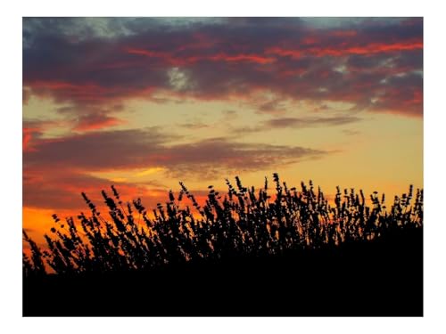 Puzzle 1500 Elemente - DIY-Spiel-Sonnenuntergang,Lavendel,Feld 87x57cm Puzzle 1500 Elemente - DIY-Spiel-Sonnenuntergang,Lavendel,Feld 87x57cm von THISIT