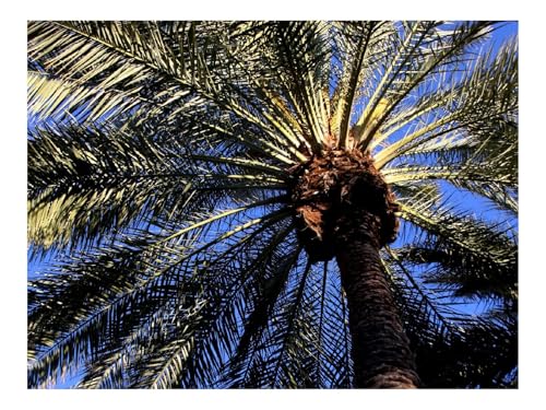 Puzzle 1500 Teile,Farbenfrohes Legespiel-Palme,Baum,Blätter,Ansicht von unten 87x57cm Puzzle 1500 Teile,Farbenfrohes Legespiel-Palme,Baum,Blätter,Ansicht von unten 87x57cm von THISIT