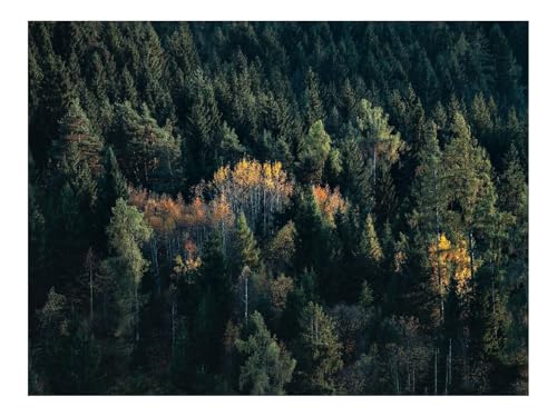 Puzzle 1500 Teile,Geschenke für MäNner/Frauen-Bäume,Fichten,Birken,Wälder 87x57cm Puzzle 1500 Teile,Geschenke für MäNner/Frauen-Bäume,Fichten,Birken,Wälder 87x57cm von THISIT