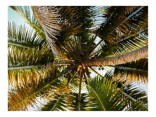 Puzzle 1500 Teile,Home Decor Geschenk-Palme,Zweige,Tropen,Ansicht von unten 87x57cm Puzzle 1500 Teile,Home Decor Geschenk-Palme,Zweige,Tropen,Ansicht von unten 87x57cm von THISIT