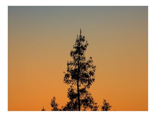 Puzzle 1500 Teile,Impossible Game-Baum,Zweige,Silhouette,Dämmerung,Minimalismus 87x57cm Puzzle 1500 Teile,Impossible Game-Baum,Zweige,Silhouette,Dämmerung,Minimalismus 87x57cm von THISIT