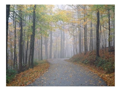 Puzzle 1500 Teile,Klassisches Lernspiel-Allee,Park,Bäume,Geheimnis,Nebel,Straße,Strecke 87x57cm Puzzle 1500 Teile,Klassisches Lernspiel-Allee,Park,Bäume,Geheimnis,Nebel,Straße,Strecke 87x57cm von THISIT