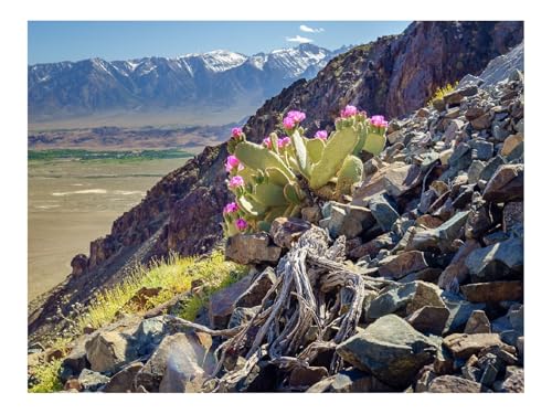 Puzzle 1500 Teile,Klassisches Lernspiel-Berg,Hang,Steine,Kaktus,Blumen,Pflanze,Natur 87x57cm Puzzle 1500 Teile,Klassisches Lernspiel-Berg,Hang,Steine,Kaktus,Blumen,Pflanze,Natur 87x57cm von THISIT