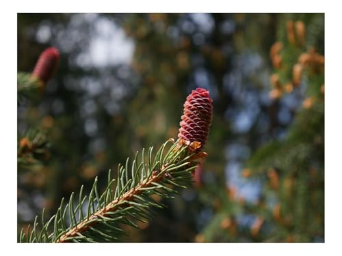 Puzzle 1500 Teile,Klassisches Lernspiel-Beule,Fichte,Zweig 87x57cm Puzzle 1500 Teile,Klassisches Lernspiel-Beule,Fichte,Zweig 87x57cm von THISIT