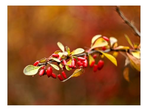 Puzzle 1500 Teile,Klassisches Lernspiel-Dornbusch,Herbst,Zweig,Unschärfe 87x57cm Puzzle 1500 Teile,Klassisches Lernspiel-Dornbusch,Herbst,Zweig,Unschärfe 87x57cm von THISIT
