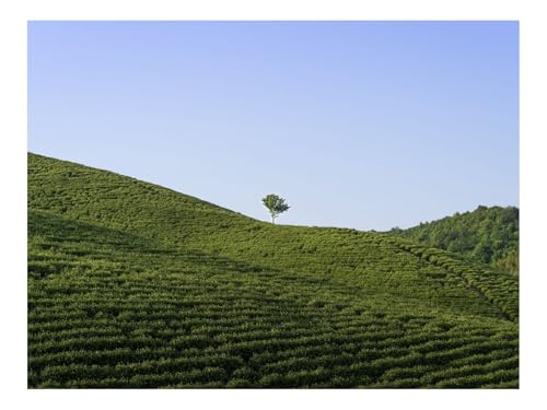 Puzzle 1500 Teile,Klassisches Lernspiel-Feld,Baum,Natur,Minimalismus,Grün 87x57cm Puzzle 1500 Teile,Klassisches Lernspiel-Feld,Baum,Natur,Minimalismus,Grün 87x57cm von THISIT