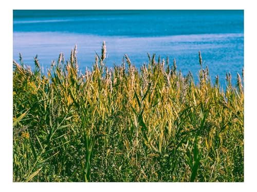 Puzzle 1500 Teile,Klassisches Lernspiel-Gras,Fluss,Natur 87x57cm von THISIT